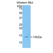 Western blot analysis of the recombinant protein.