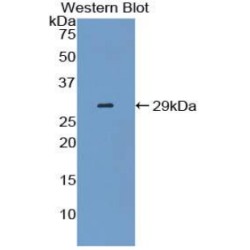 14-3-3 Protein Sigma (SFN) Antibody