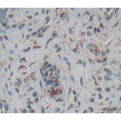 14-3-3 Protein Sigma (SFN) Antibody