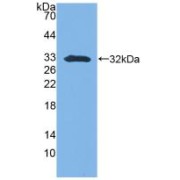 Western blot analysis of recombinant Mouse SFN.