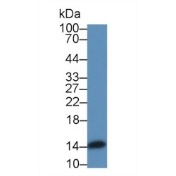 Angiogenin (ANG) Antibody