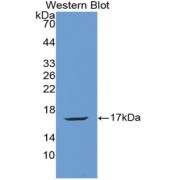 Western blot analysis of Rat ANG Protein.