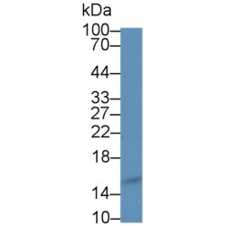 Angiogenin (ANG) Antibody