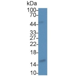 Angiogenin (ANG) Antibody