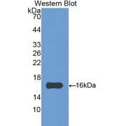 Western blot analysis of the recombinant protein.