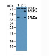 Western blot analysis of (1) Human HeLa cells, (2) Human Lung Tissue and (3) Porcine Stomach Tissue.