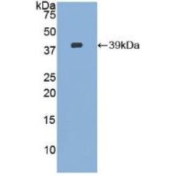 Cytovillin (CVL) Antibody