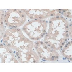 Cytovillin (CVL) Antibody