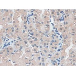 Cytovillin (CVL) Antibody