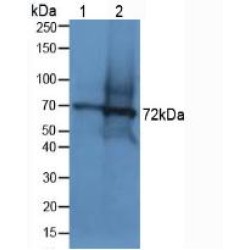 Dystrophin (DMD) Antibody