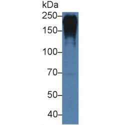 Fibronectin (FN) Antibody