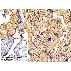 Fibronectin (FN) Antibody