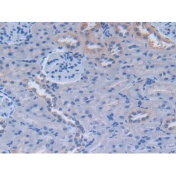 Fibronectin (FN) Antibody