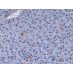 Fibronectin (FN) Antibody