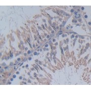 IHC-P analysis of Rat Tissue, with DAB staining.