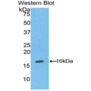 Western blot analysis of the recombinant protein.