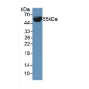 Western blot analysis of Mouse Serum.