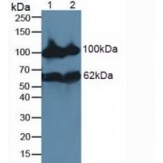 Western blot analysis of (1) Rat Kidney Tissue and (2) Mouse Kidney Tissue.