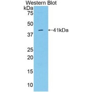 Western blot analysis of the recombinant protein.