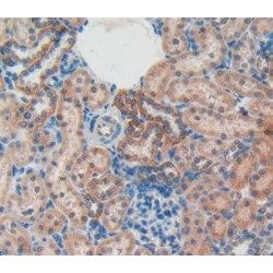 Osteocalcin (BGLAP) Antibody