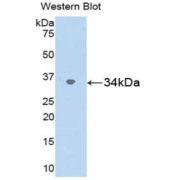 Western blot analysis of the recombinant protein.