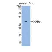 Western blot analysis of the recombinant protein.