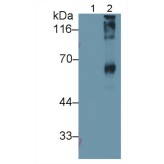 Sialic Acid Antibody