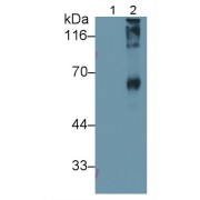 Western blot analysis of Native BSA (Lane 1) and BSA-Conjugated Sialic acid (Lane 2) using Sialic Acid Antibody (0.5 µg/ml) and HRP-conjugated Goat Anti-Rabbit IgG Antibody (<a href="https://www.abbexa.com/goat-anti-rabbit-igg-antibody-hrp-1">abx400043</a>, 0.2 µg/ml).