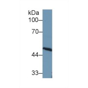 Western blot analysis of Rat Cerebrum lysate, using Rat AT Antibody (1 µg/ml) and HRP-conjugated Goat Anti-Rabbit antibody (<a href="https://www.abbexa.com/index.php?route=product/search&amp;search=abx400043" target="_blank">abx400043</a>, 0.2 µg/ml).