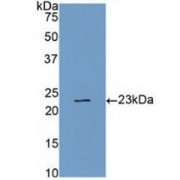 Western blot analysis of recombinant Human CASP4.