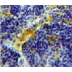 Caspase 4 (CASP4) Antibody