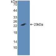 Western blot analysis of recombinant Human CASP7.