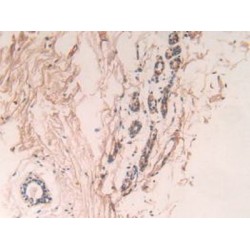 Caspase 7 (CASP7) Antibody