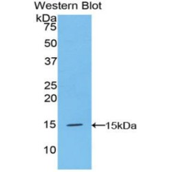 Cystatin C (CST3) Antibody