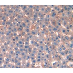 Ephrin A4 (EFNA4) Antibody