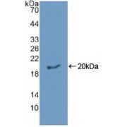 Western blot analysis of recombinant Human EREG Protein.