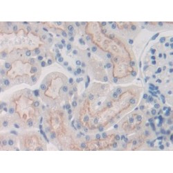 Fibulin 1 (FBLN1) Antibody