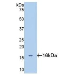 Galectin 2 (LGALS2) Antibody