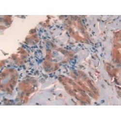 Galectin 2 (LGALS2) Antibody