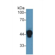 Western blot analysis of Human Serum, using Human Hpt Antibody (1 µg/ml) and HRP-conjugated Goat Anti-Rabbit antibody (<a href="https://www.abbexa.com/index.php?route=product/search&amp;search=abx400043" target="_blank">abx400043</a>, 0.2 µg/ml).