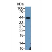 Western blot analysis of Pig Liver lysate, using Mouse Hpt Antibody (3 µg/ml) and HRP-conjugated Goat Anti-Rabbit antibody (<a href="https://www.abbexa.com/index.php?route=product/search&amp;search=abx400043" target="_blank">abx400043</a>, 0.2 µg/ml).