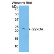 Western blot analysis of the recombinant protein.