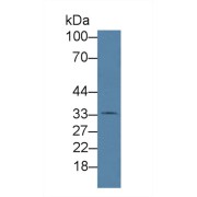 Western blot analysis of Rat Liver lysate, using Human HJV Antibody (4 µg/ml) and HRP-conjugated Goat Anti-Rabbit antibody (<a href="https://www.abbexa.com/index.php?route=product/search&amp;search=abx400043" target="_blank">abx400043</a>, 0.2 µg/ml).