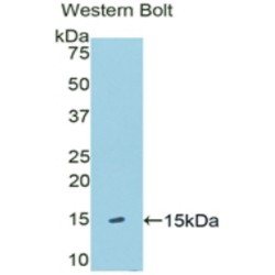 Klotho Beta (KLb) Antibody