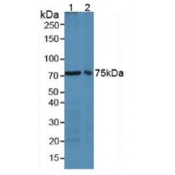 Lactoferrin (LTF) Antibody