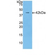 Western blot analysis of recombinant Mouse LTF.