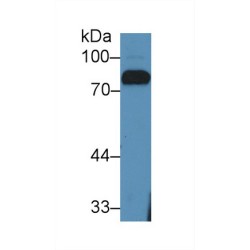 Lactoferrin (LTF) Antibody