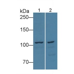 Myosin ID (MYO1D) Antibody