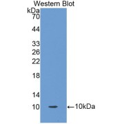 Western blot analysis of recombinant Human Oncomodulin using Oncomodulin Antibody.