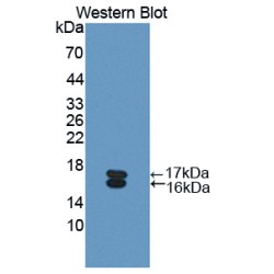 Osteoglycin (OGN) Antibody